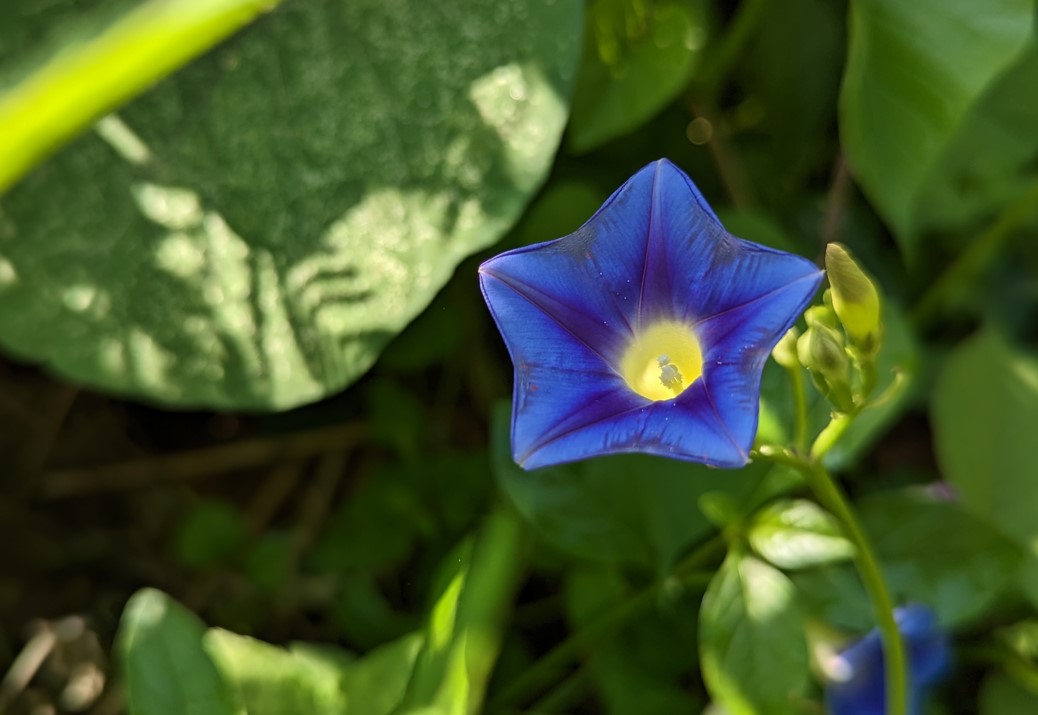 Google Pixel 7 Pro's camera sample. Credit: DH Photo/KVN Rohit