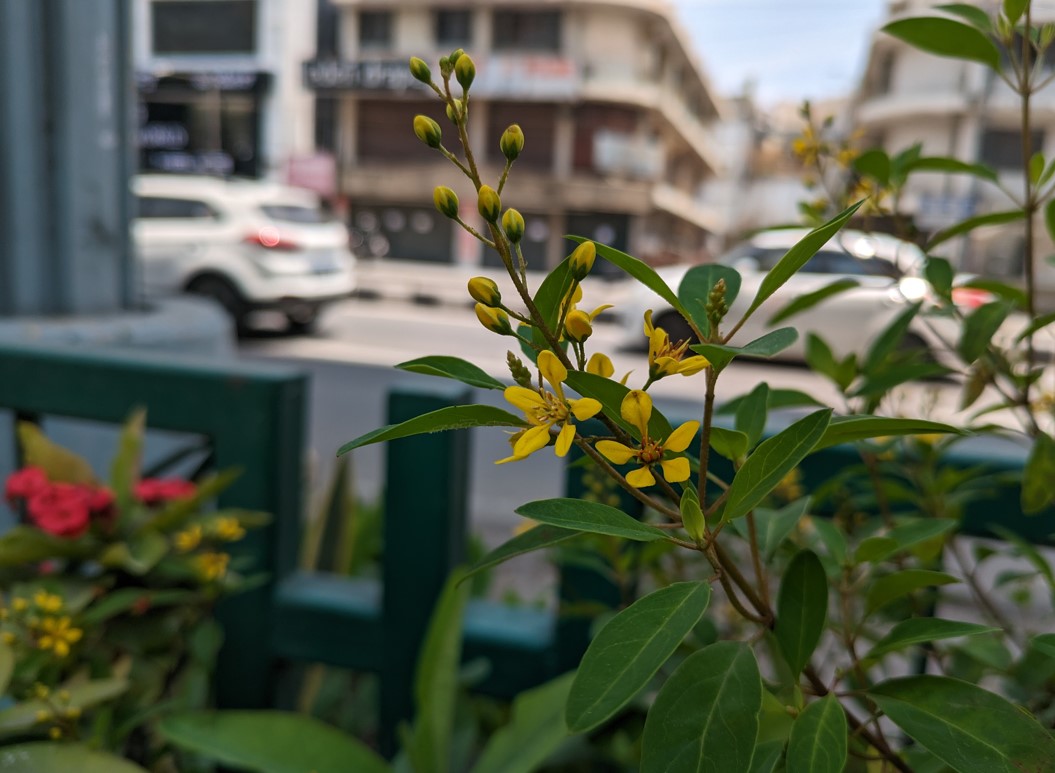 Google Pixel 7a's camera sample. Credit: DH Photo/KVN Rohit