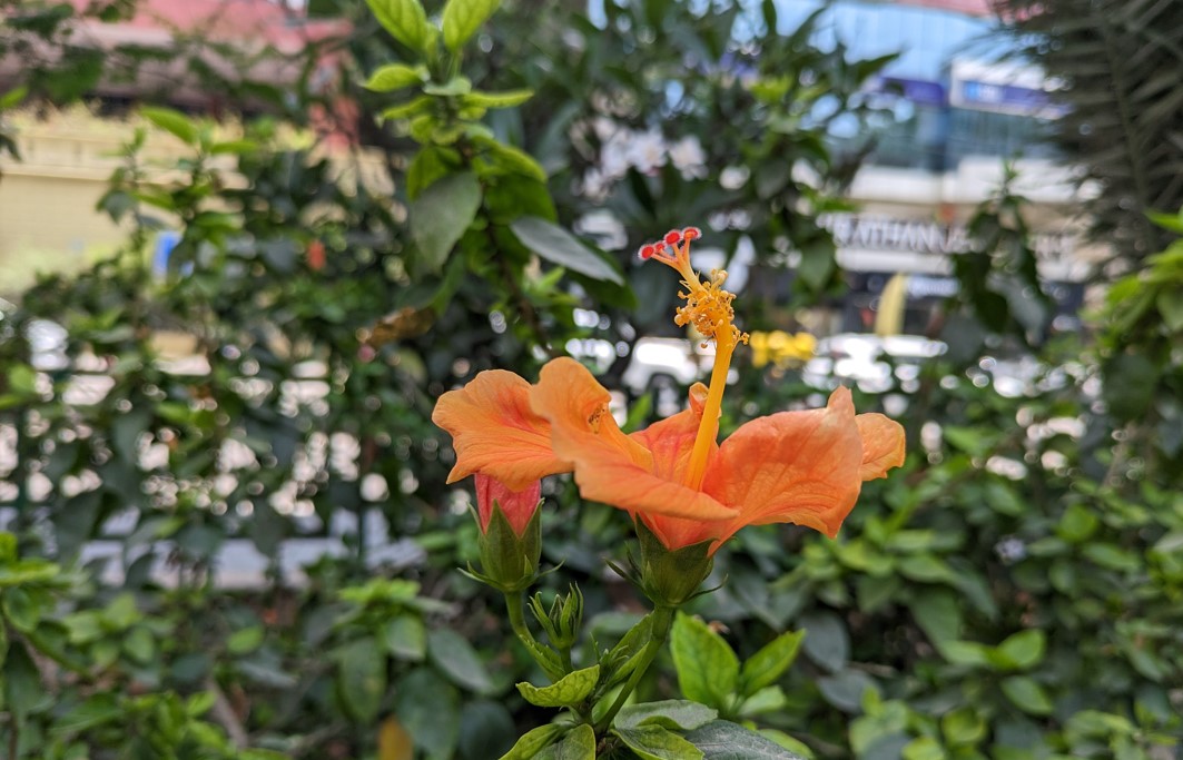 Google Pixel 7a's camera sample. Credit: DH Photo/KVN Rohit