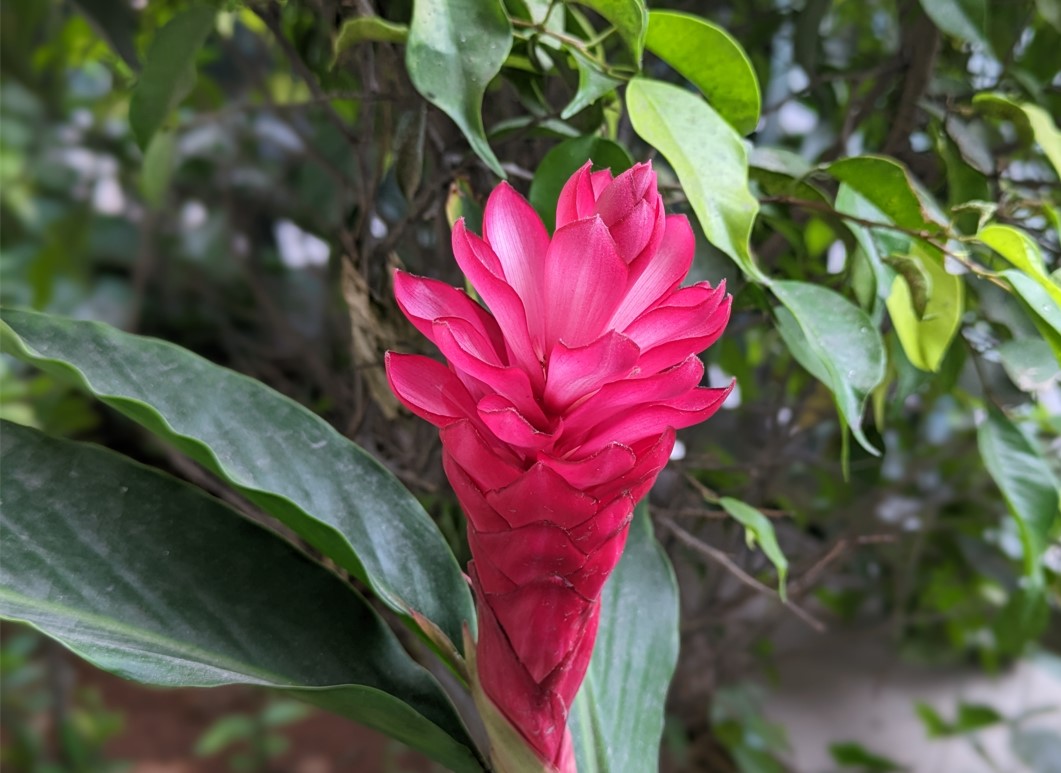 Google Pixel 7a's camera sample. Credit: DH Photo/KVN Rohit