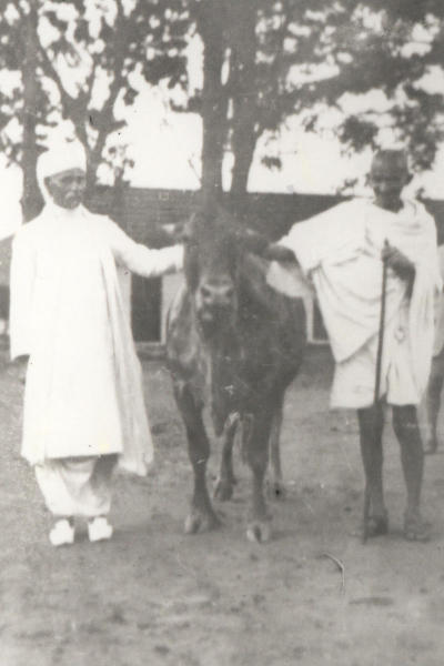 Gandhiji and Madan Mohan Malaviyaji with a Jill cow at SRSof NDRI during July 1927.