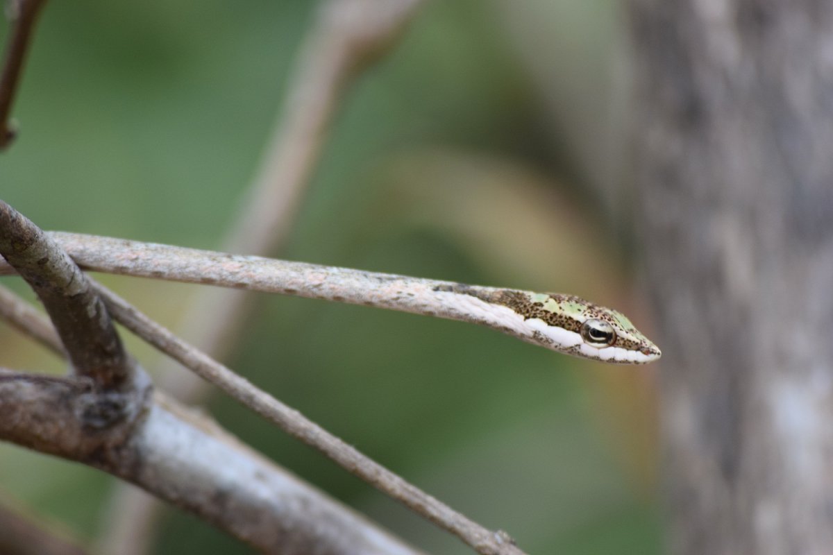 A twig snake in Gombe National Park