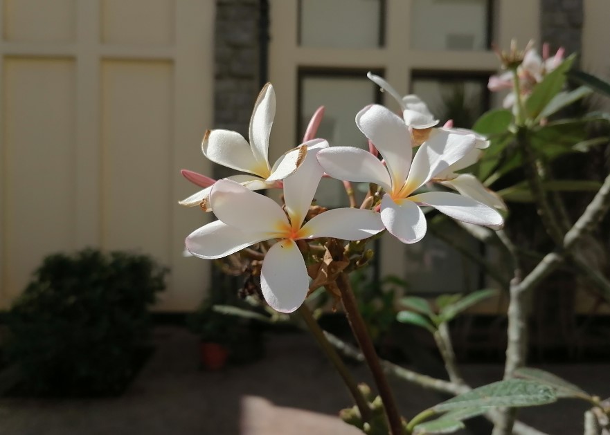 Honor 9X camera sample Honor 9X (Credit: DH Photo/Rohit KVN)