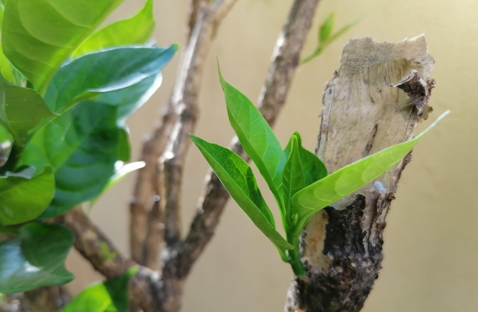 Honor 9X camera sample Honor 9X (Credit: DH Photo/Rohit KVN)