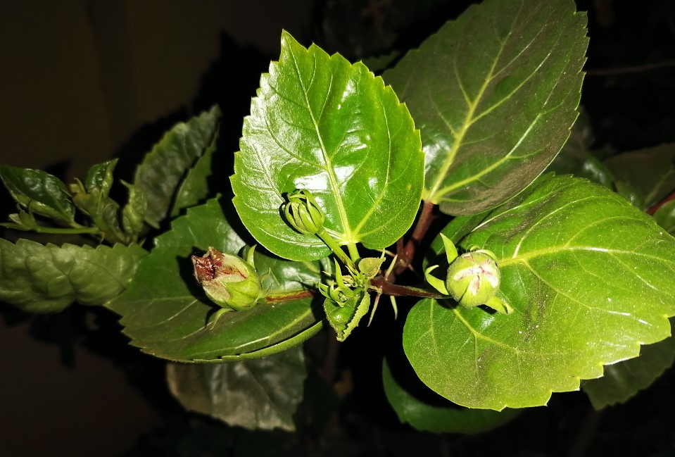 Honor 9X camera sample taken in the night with LED flash on Honor 9X (Credit: DH Photo/Rohit KVN)