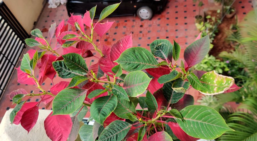 Shot on the OnePlus 7 Pro. Picture credit: Vivek Phadnis/ DH Photo
