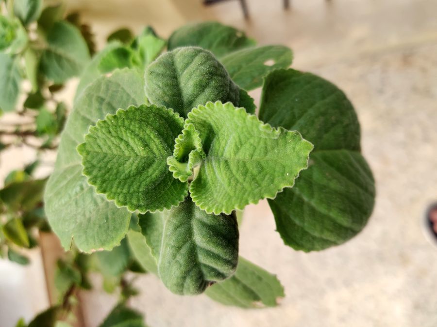 Shot on the OnePlus 7 Pro. Picture credit: Vivek Phadnis/ DH Photo