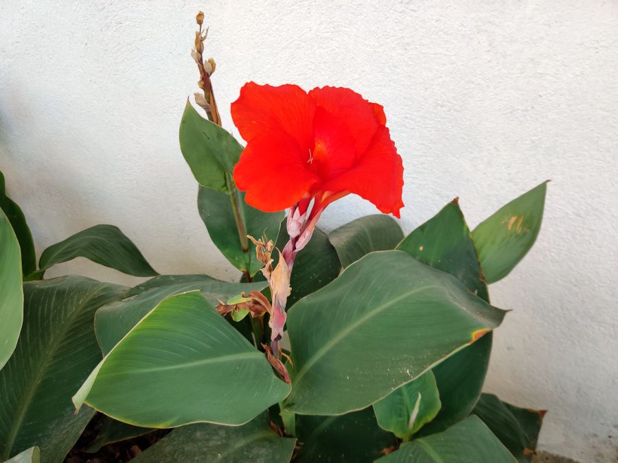Shot on the OnePlus 7 Pro. Picture credit: Vivek Phadnis/ DH Photo