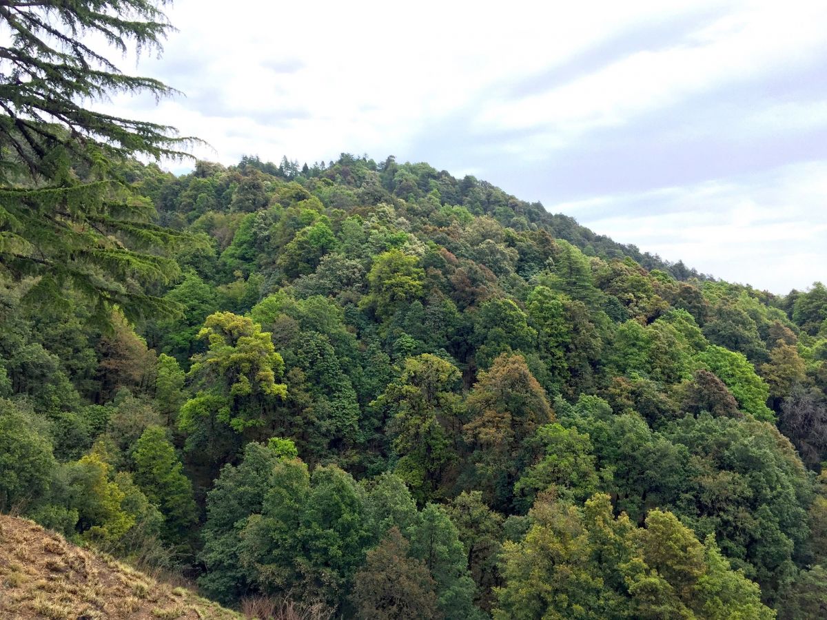 A green heaven