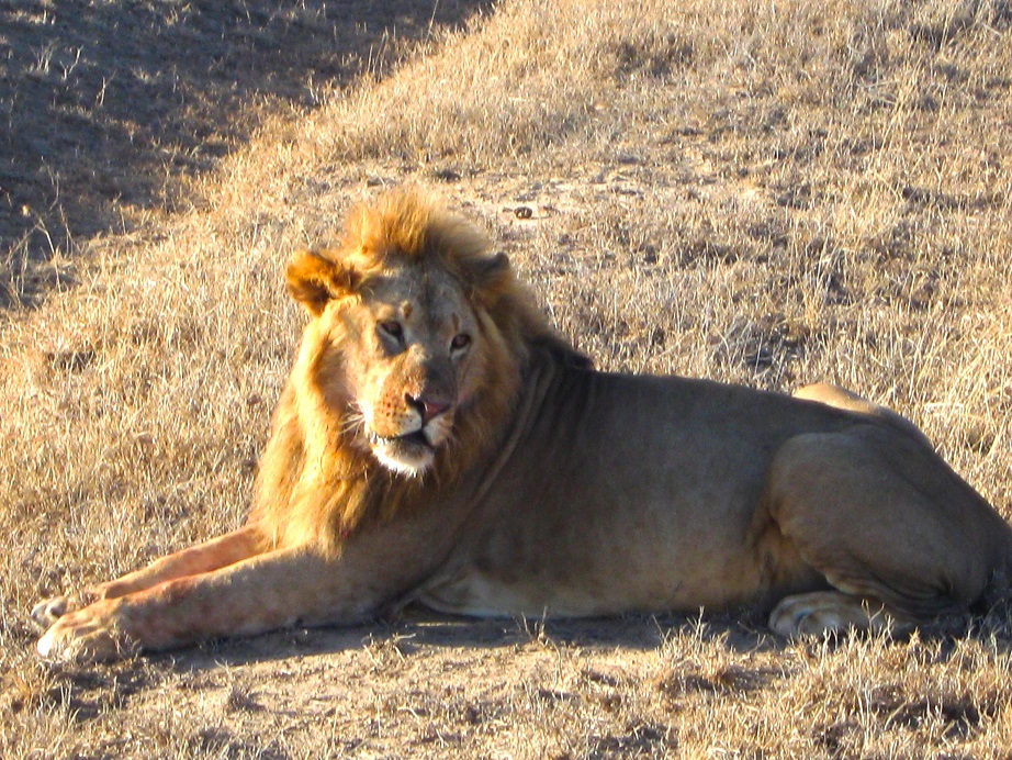 King of the jungle, Masai Mara