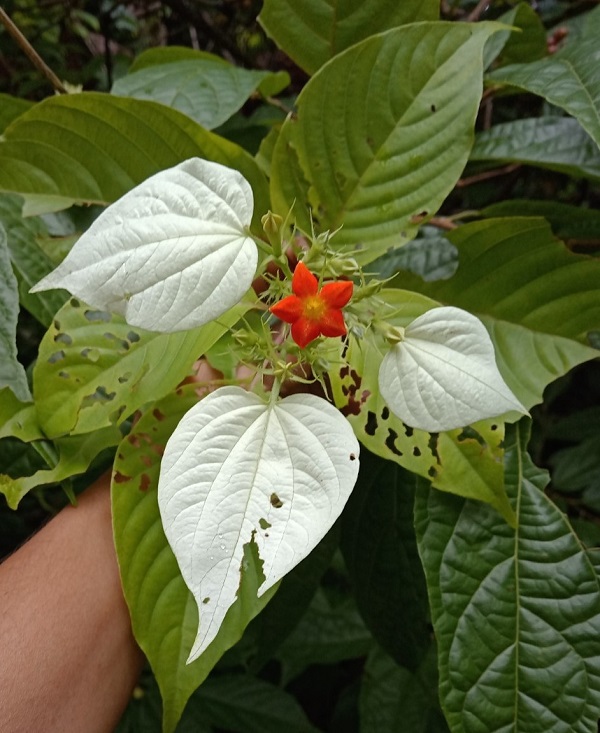 Leaves of Dhobi's tree (Musanda frondosa), which are also part of Patri in some places in Goa