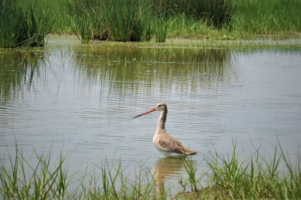 Mangalajodi, Odisha