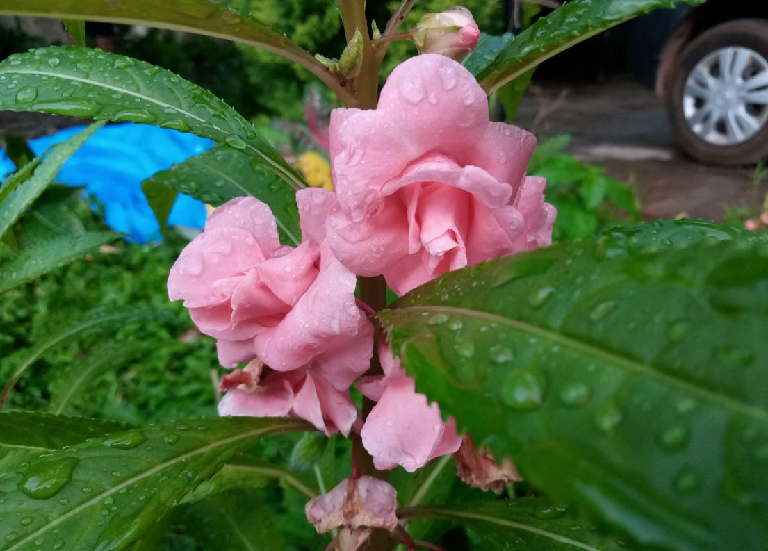 Nokia 2.2 Android One camera sample; DH Photo/Rohit KVN