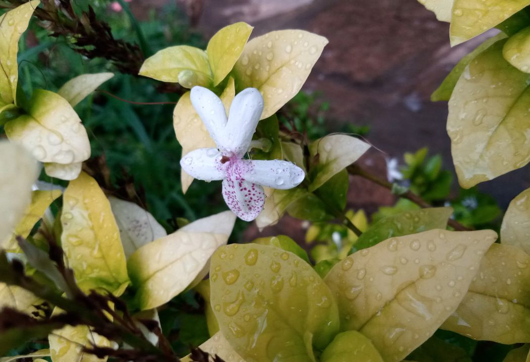 Nokia 2.2 Android One camera's sample;  DH Photo/Rohit KVN