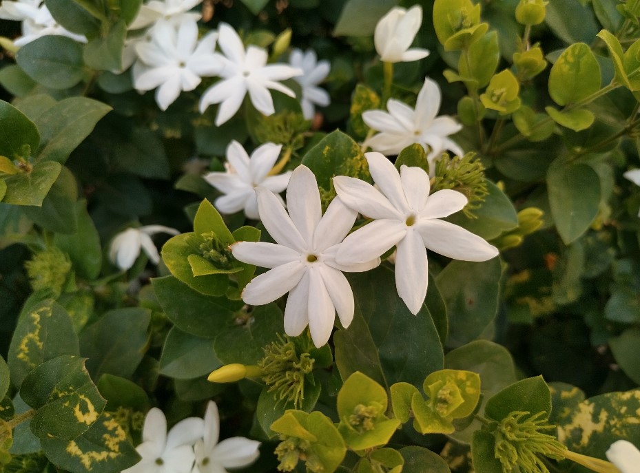 Nokia 5.4 camera's photo sample. Credit: DH Photo/KVN Rohit
