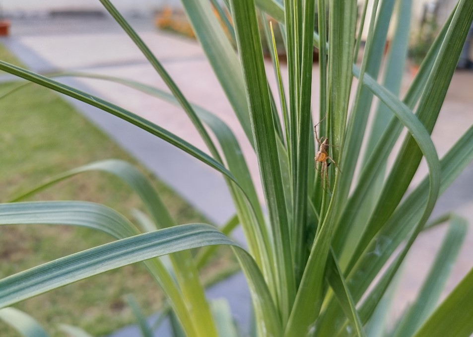 Nokia 5.4 camera's photo sample. Credit: DH Photo/KVN Rohit