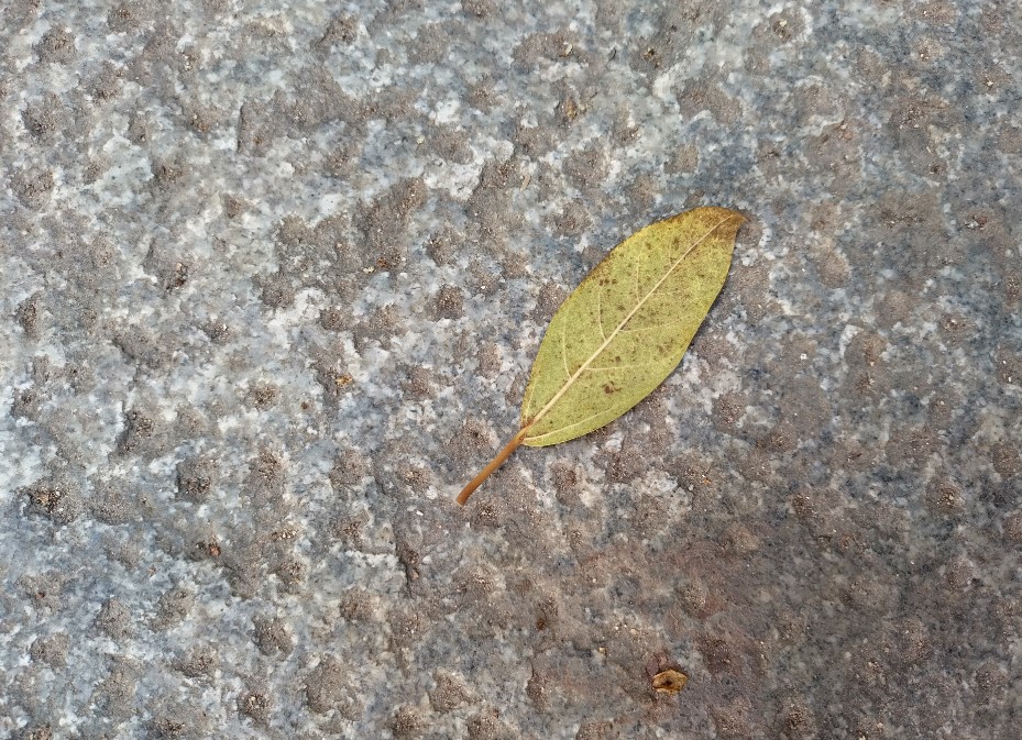 Nokia 5.4 camera's photo sample. Credit: DH Photo/KVN Rohit