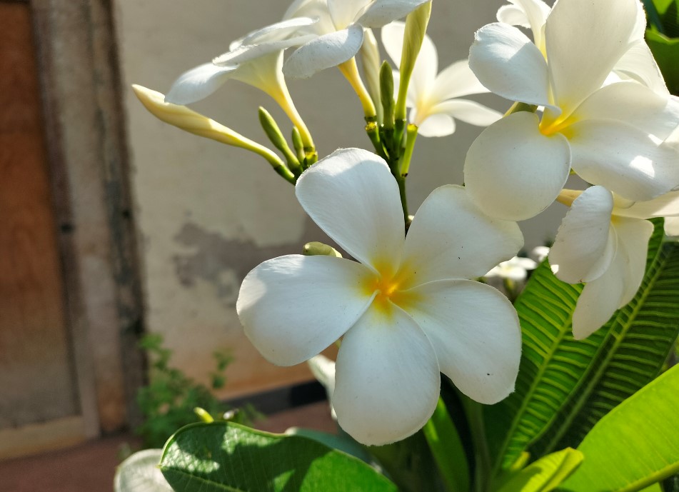 Oppo F19's camera sample. Credit: DH Photo/KVN Rohit
