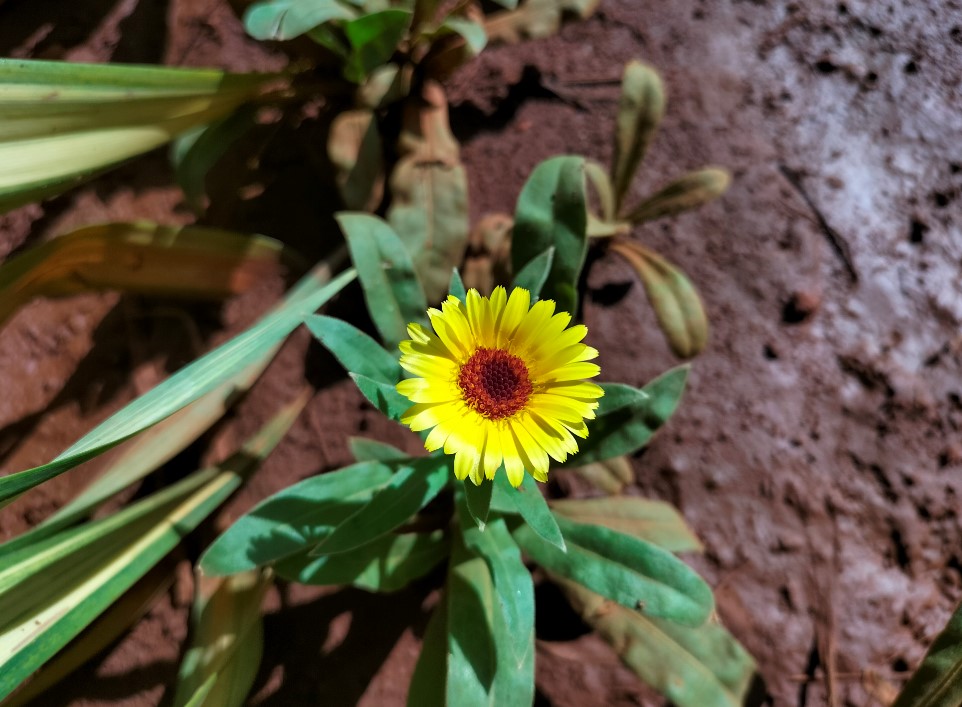 Oppo F19's camera sample. Credit: DH Photo/KVN Rohit