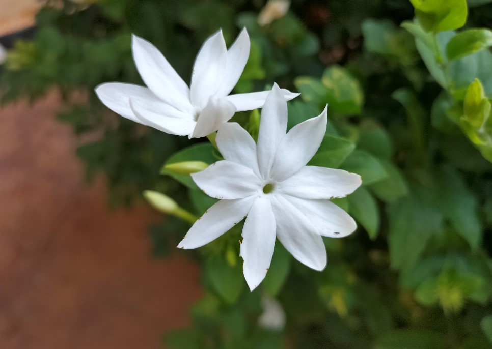 Oppo F19's camera sample. Credit: DH Photo/KVN Rohit