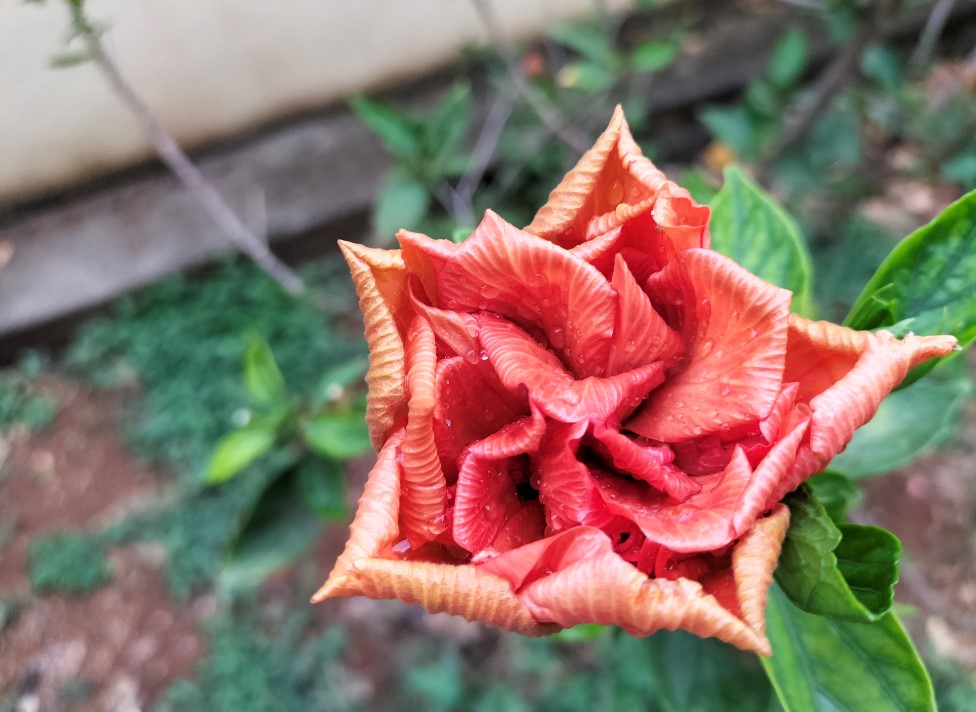 Oppo F19's camera sample. Credit: DH Photo/KVN Rohit