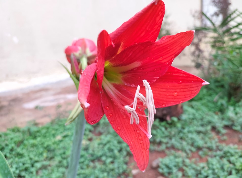 Oppo F19's camera sample. Credit: DH Photo/KVN Rohit