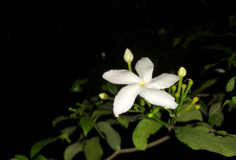 Oppo F19's camera sample captured during the night time. Credit: DH Photo/KVN Rohit