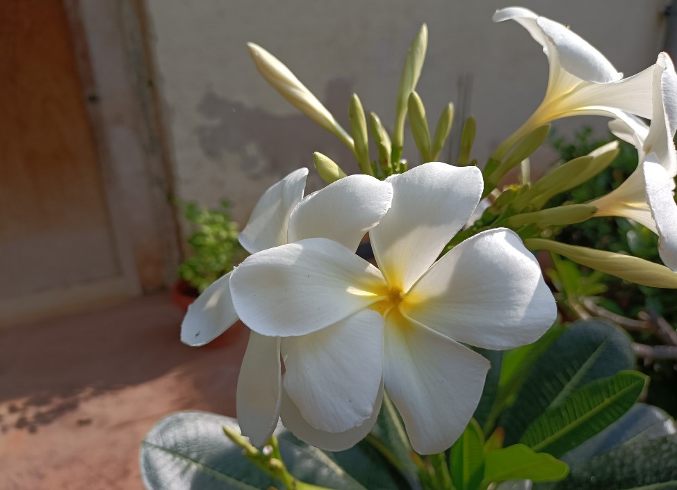 Oppo F19 Pro+ 5G camera sample. Credit: DH Photo/KVN Rohit