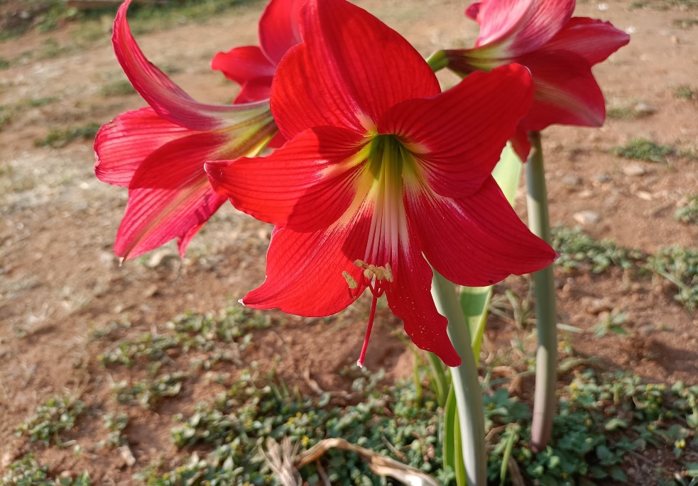 Oppo F19 Pro+ 5G camera sample. Credit: DH Photo/KVN Rohit