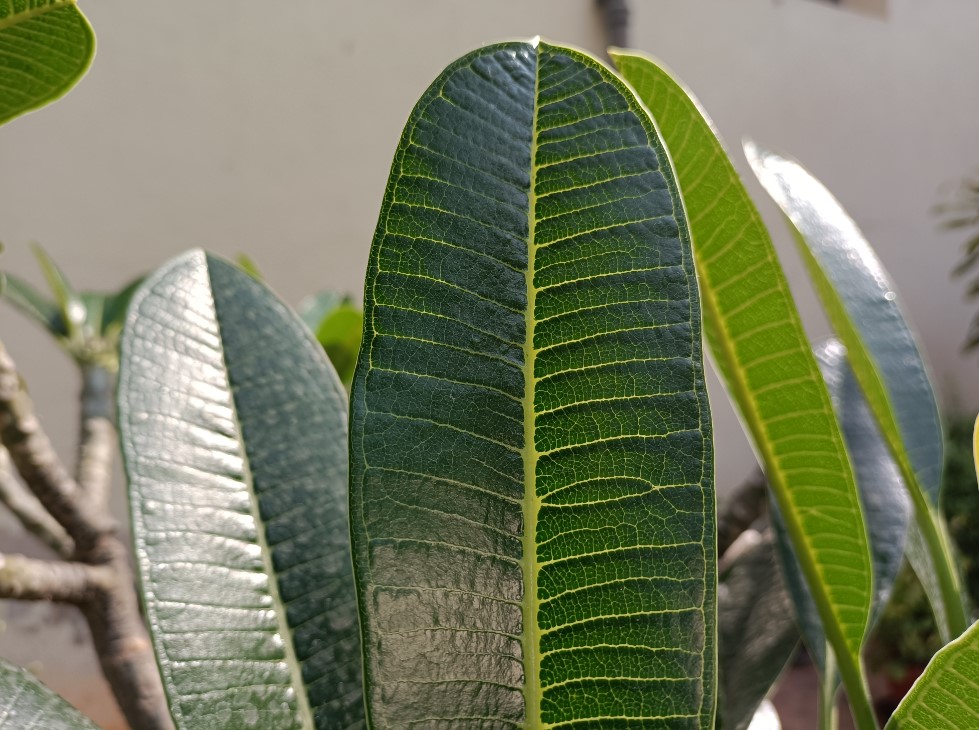 Oppo F19 Pro+ 5G camera sample. Credit: DH Photo/KVN Rohit