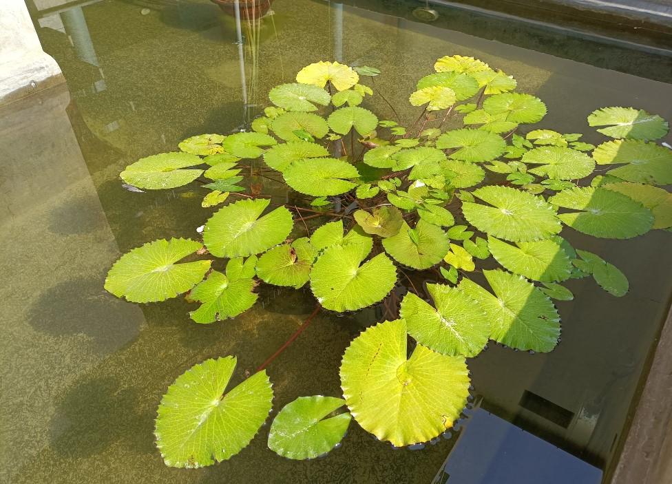 Oppo F19 Pro+ 5G camera sample. Credit: DH Photo/KVN Rohit