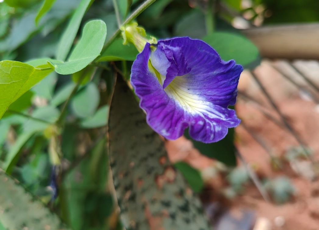 OnePlus 10 Pro's camera sample. Credit: DH Photo/KVN Rohit