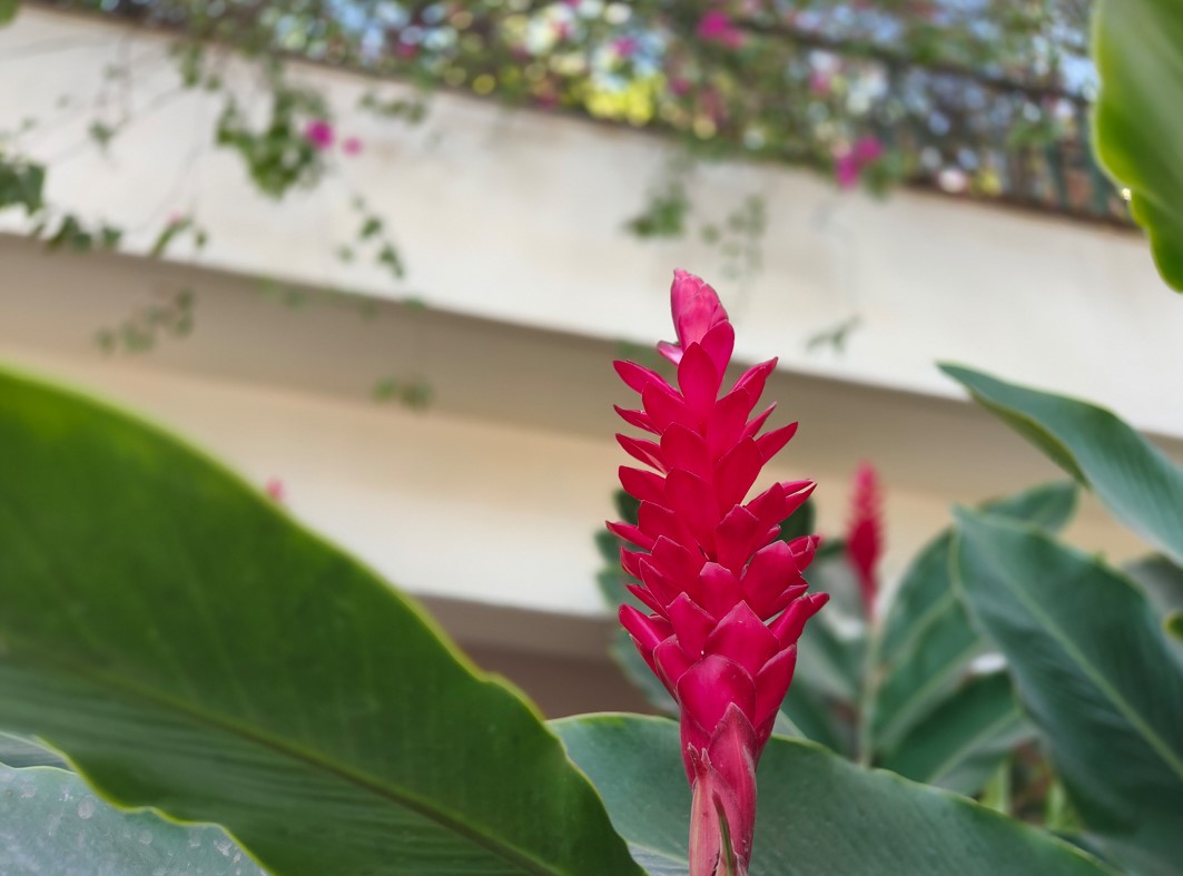 OnePlus 11R's camera sample with Portrait mode on. Credit: DH Photo/KVN Rohit