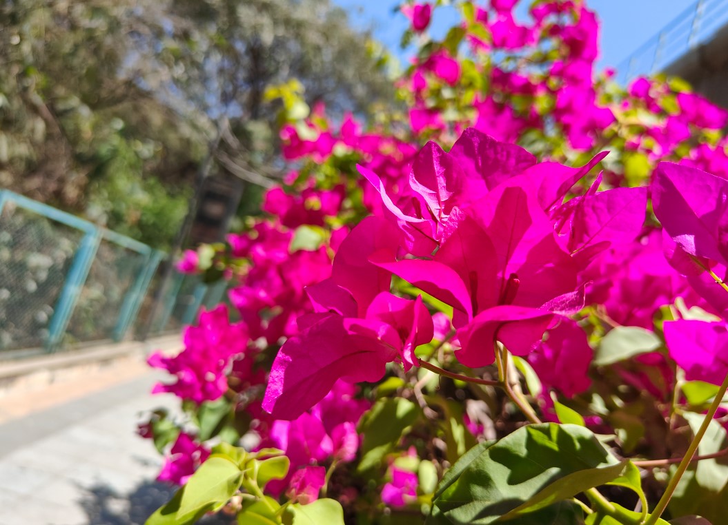 OnePlus 11R's camera sample. Credit: DH Photo/KVN Rohit