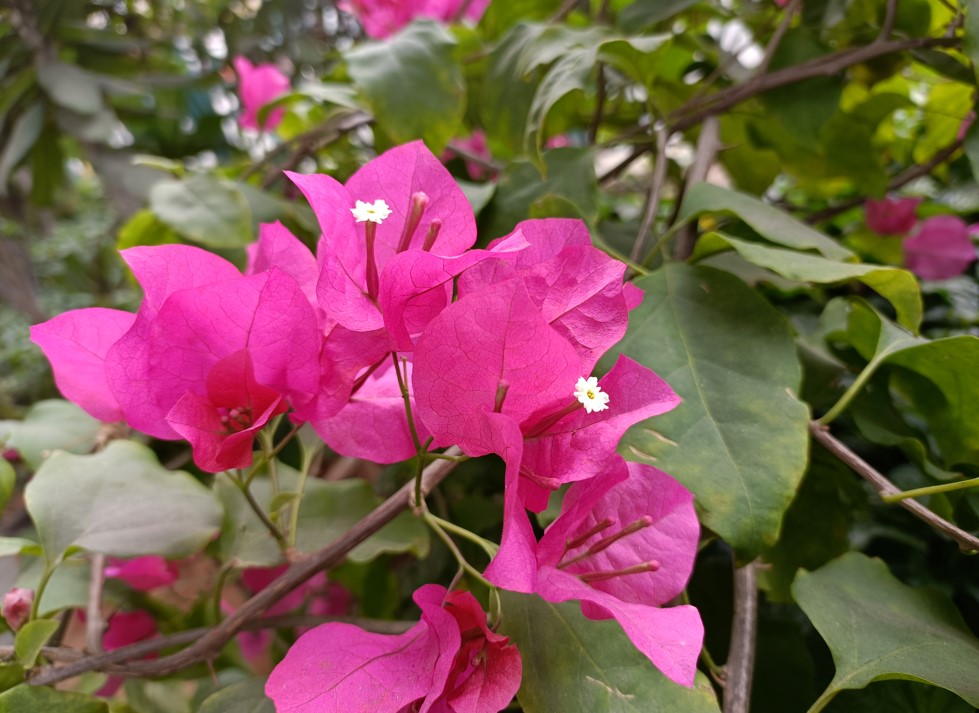 OnePlus Nord CE (2nd Gen) camera sample. Credit: DH Photo/KVN Rohit