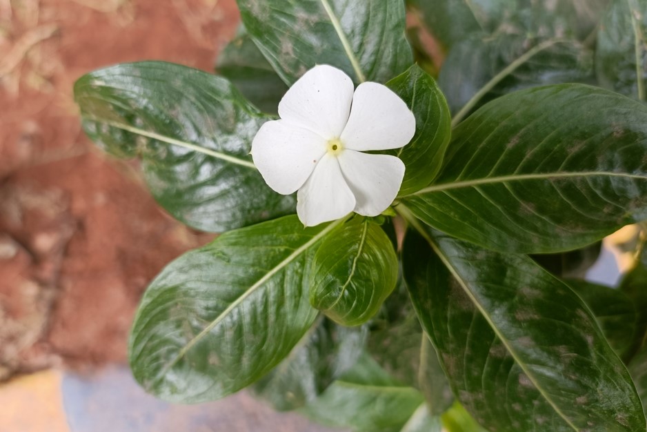 OnePlus Nord CE (2nd Gen) camera sample. Credit: DH Photo/KVN Rohit