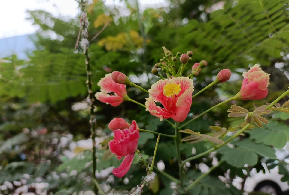 OnePlus Nord CE (2nd Gen) camera sample. Credit: DH Photo/KVN Rohit