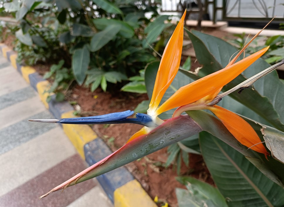 OnePlus Nord CE (2nd Gen) camera sample. Credit: DH Photo/KVN Rohit