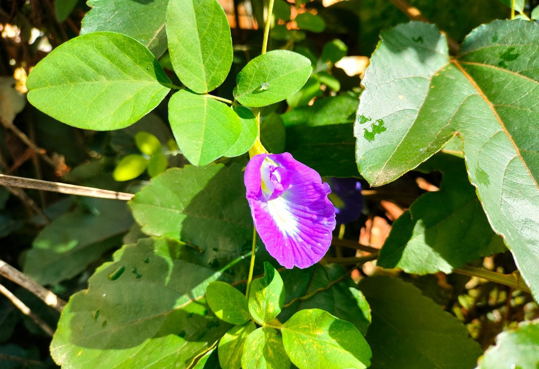 OnePlus Nord CE 2 Lite 5G's camera sample. Credit: DH Photo/KVN Rohit