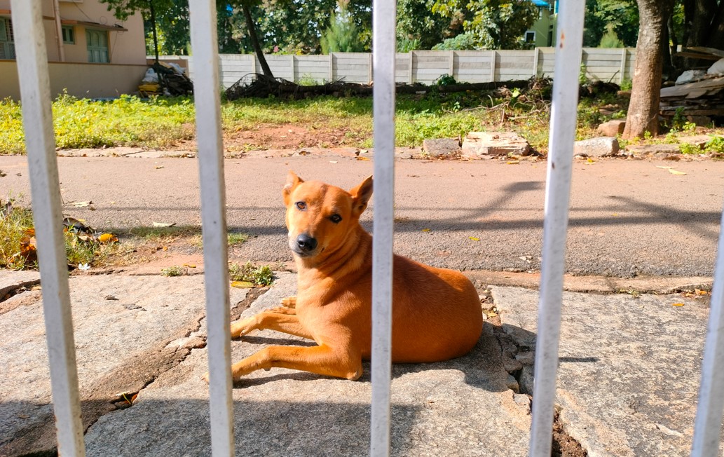 OnePlus Nord CE 2 Lite 5G's camera sample. Credit: DH Photo/KVN Rohit