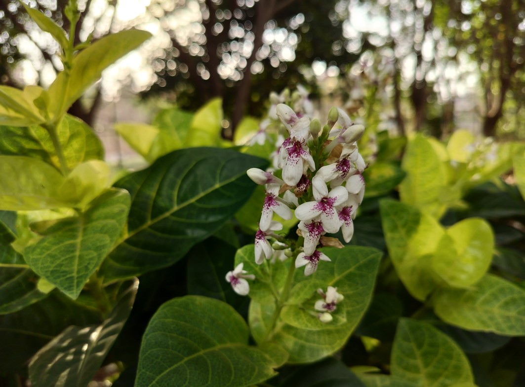 OnePlus Nord CE 3 Lite's camera sample. Credit: DH Photo/KVN Rohit