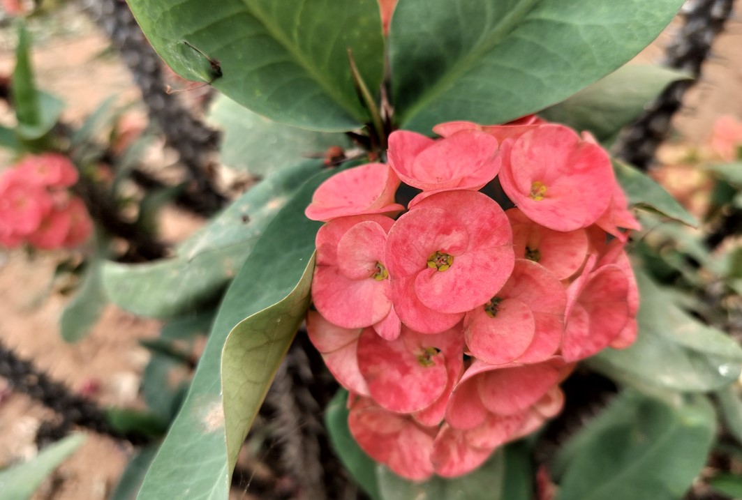 OnePlus Nord CE 3 Lite's camera sample. Credit: DH Photo/KVN Rohit