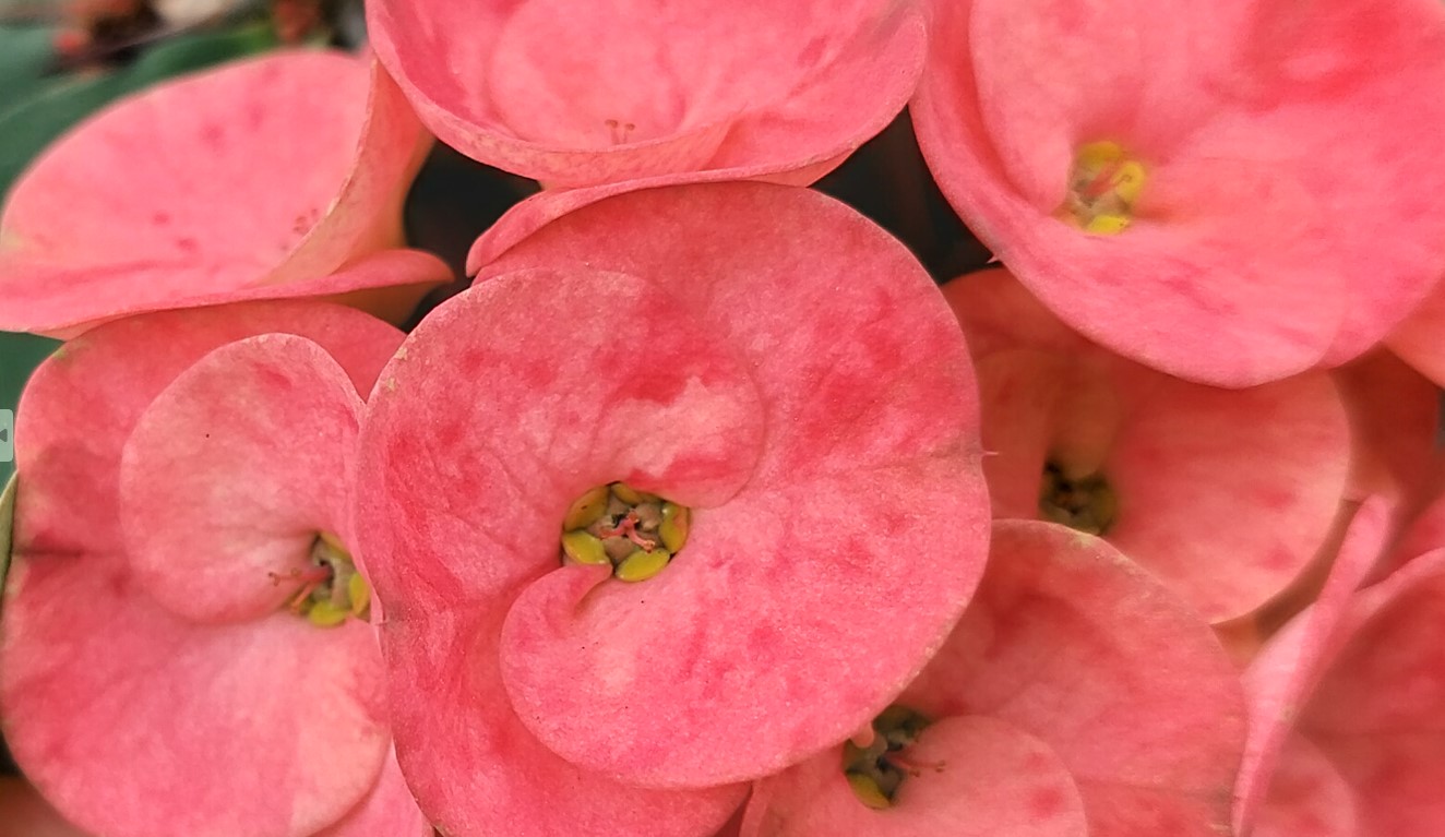 OnePlus Nord CE 3 Lite's camera sample. Credit: DH Photo/KVN Rohit