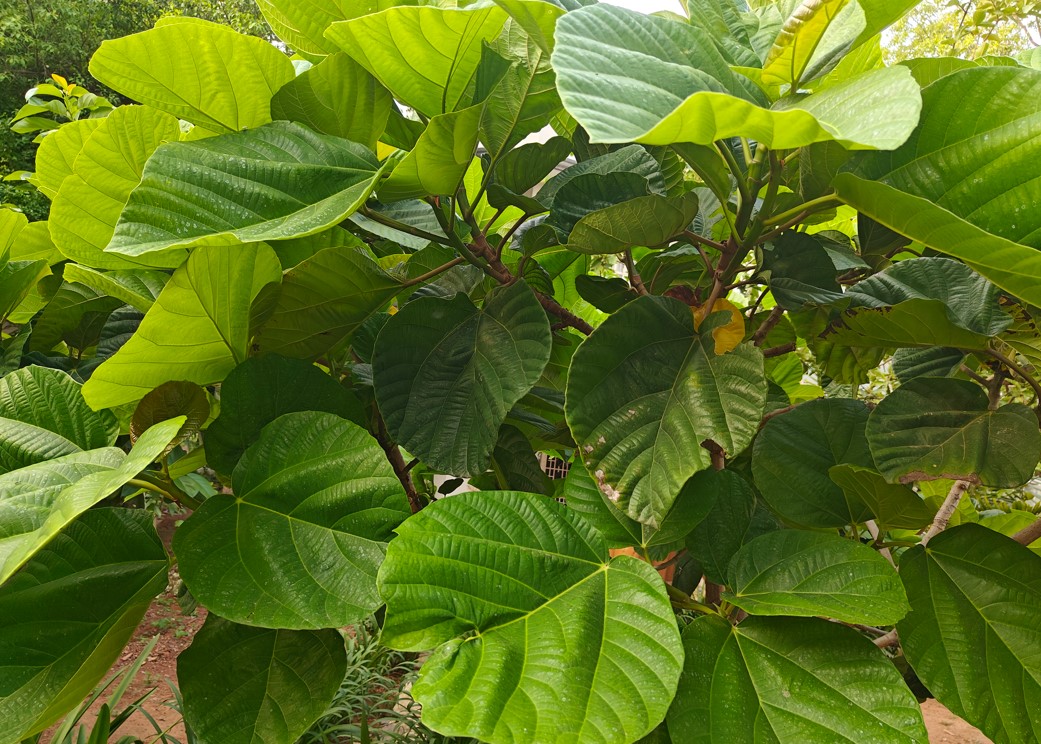 OnePlus 11 5G's camera sample. Credit: DH Photo/KVN Rohit