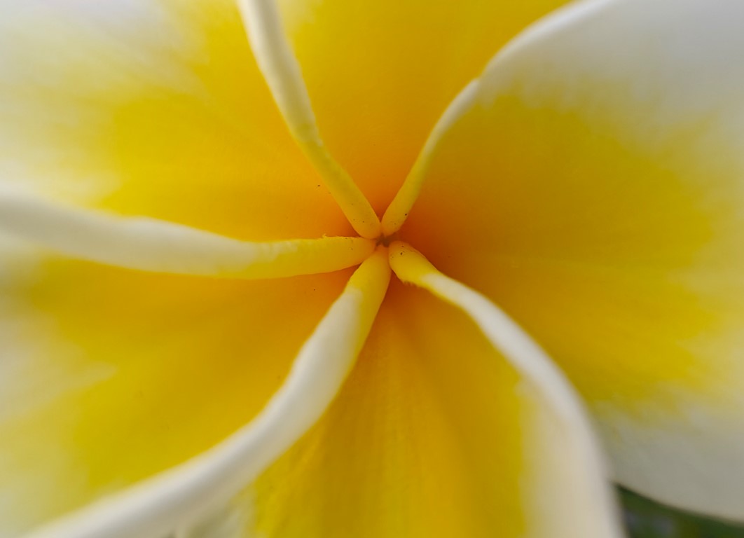 OnePlus 11 5G's camera sample. Credit: DH Photo/KVN Rohit