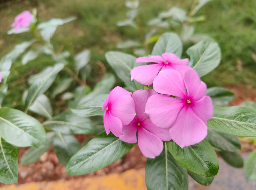 OnePlus Nord 3's camera sample. Credit: DH Photo/KVN Rohit