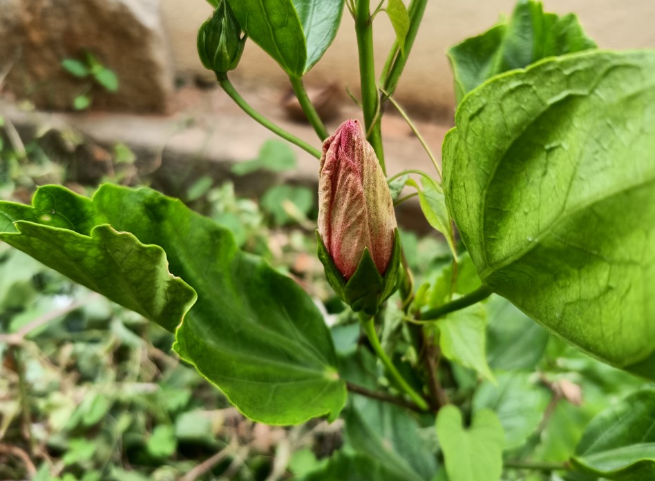 Poco F3 GT camera sample. Credit: DH Photo/KVN Rohit
