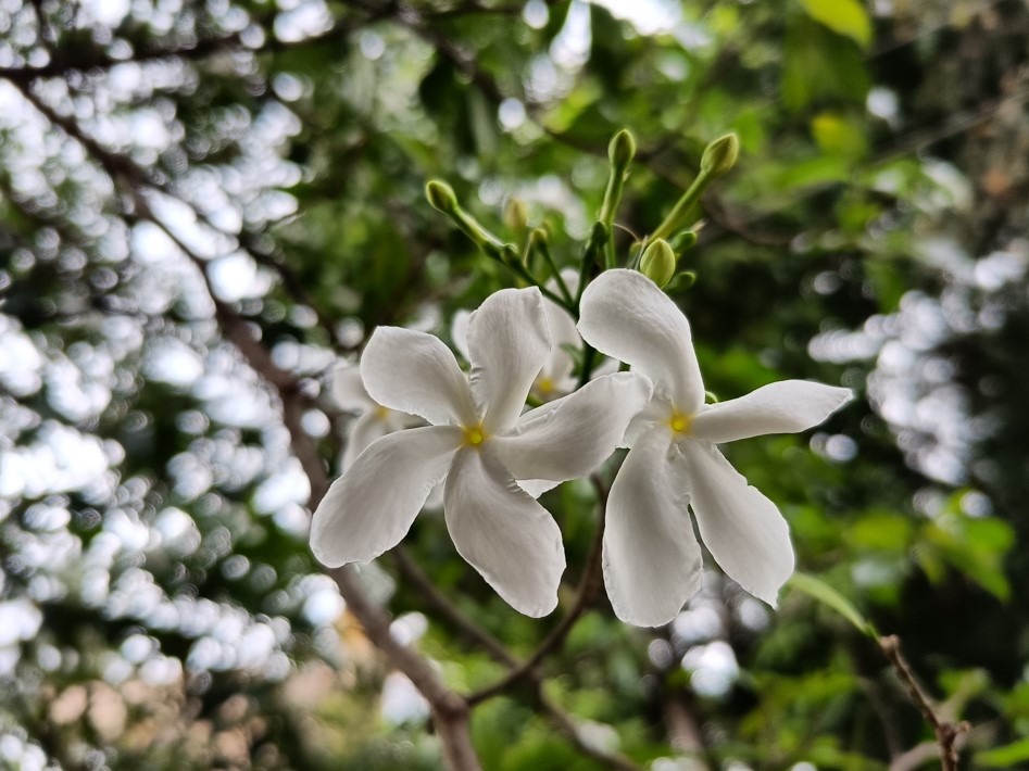 Poco F3 GT camera sample. Credit: DH Photo/KVN Rohit