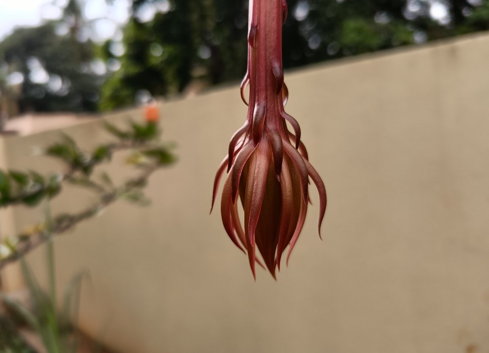 Poco F3 GT camera sample. Credit: DH Photo/KVN Rohit