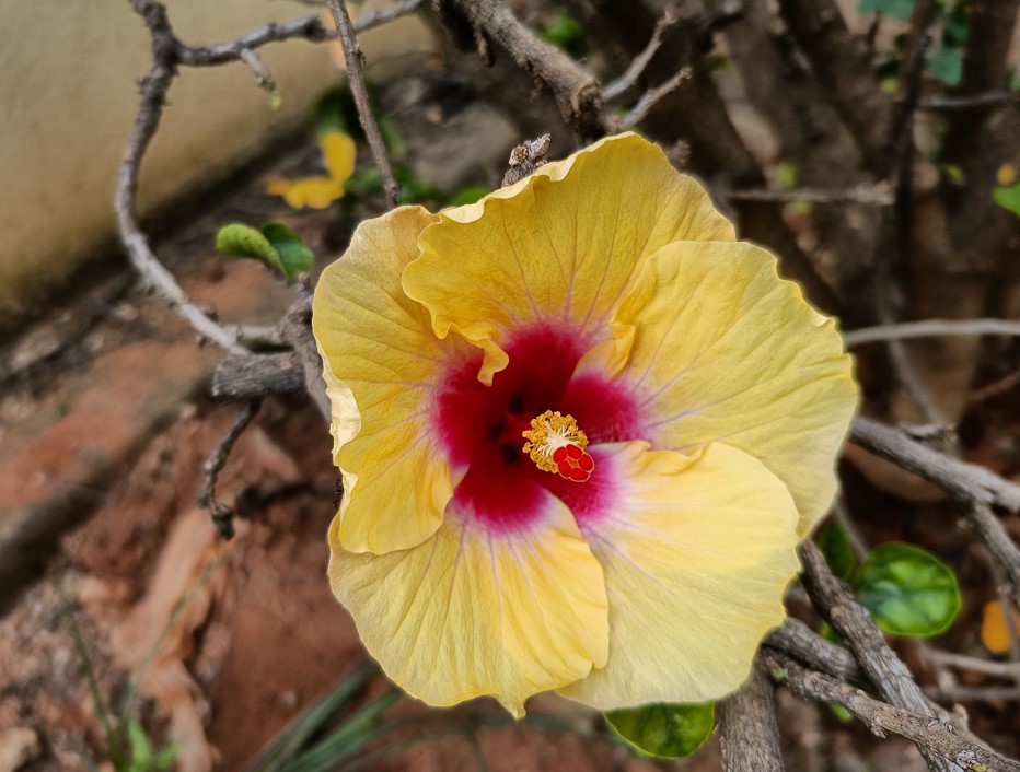 Poco F3 GT camera sample. Credit: DH Photo/KVN Rohit